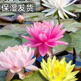 ˯ɏˮ��ֲ���ļ�ˮ�B�ɻ�ɏ�����Ի��ܷNˮ������˯ɏ���K������