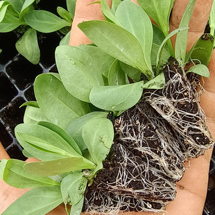 Base Lisianthus Flower Seedlings, Authentic Large-Flowered Double-Petaled Flowers That Bloom in All Seasons and Are Easy to Grow in Flower Shops, Fresh-Cut Flower Varieties, Libo Flowers