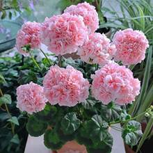 �����ÿ������ذ껨��ͥ�̨�ļ��_���������Ժ��B��ܾG����