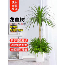 ��횘���;Gֲ���^��Ѫ�����F��lؔ���҃ȿ͏d���Ի���ֲ���辰