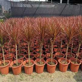 七彩铁 千年木绿植 盆栽水培植物室内马尾铁庭院耐旱盆景花卉多肉