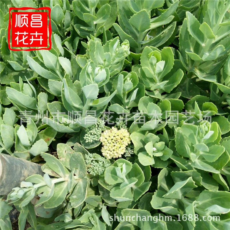 Производители цветов седум оптом поставляют термостойкие и морозостойкие растения в горшках, вечнозеленые цветы и рассаду седума.