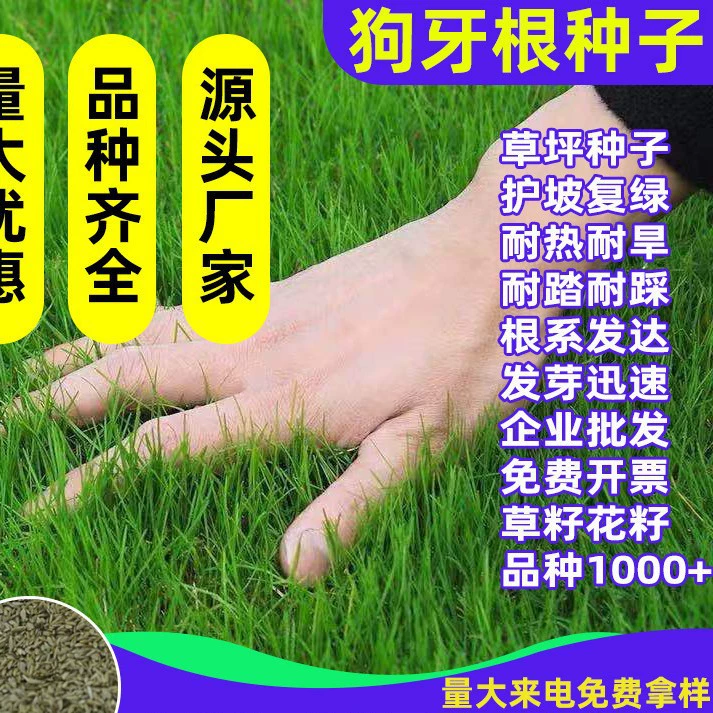 Озеленение семян корня корня собаки для защиты склона