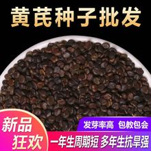 �S�ηN�Ӳă����S�ηN��500���F�����ηNֲ�箔�w�h�������