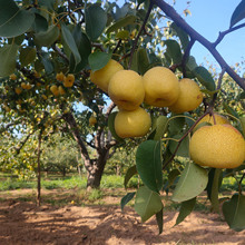 正宗安徽碭山酥梨脆甜多汁百年老梨樹自家果園精品大果