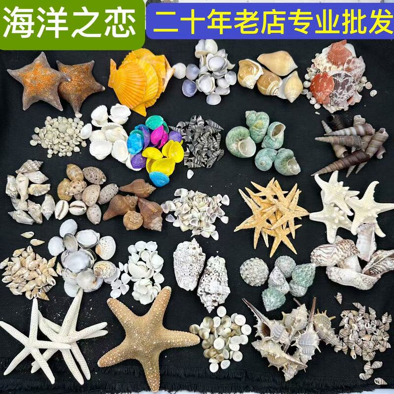 Shells and Conch Shells Sold by the Pound, Direct from the Manufacturer, Colorful Scallops, Handmade Small White Shells, Mixed for Aquarium Landscaping, Starfish