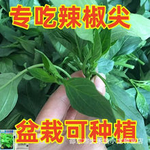 辣椒叶种子专吃叶子的辣椒抗病含钙特色蔬菜四季阳台盆栽辣椒尖种