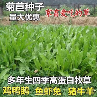 ���ķN�Ѵ��~���������ӲݷN�iţ�~�u���Z�۳Ե��Bֳ�ļ����ݷN��