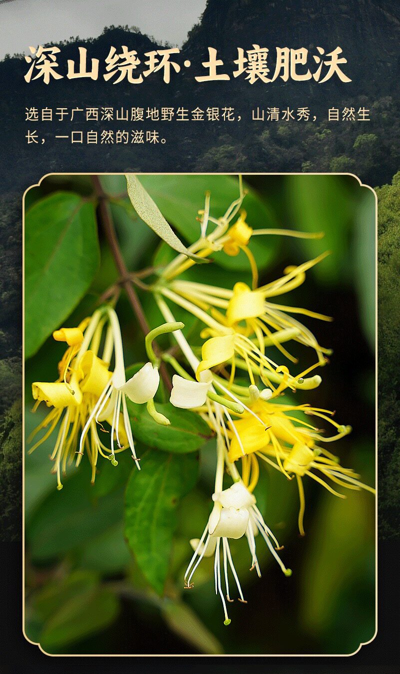 Dried Honeysuckle Flower Jin Yin Hua Wild Harvested 500g for Herbal Tea Infusions and Bathing key features