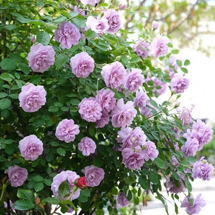 �{ɫ����ٱ��¼��̨ͥԺС�������Nޱ������^�ļ��_����������