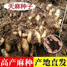 天麻种子新种籽天麻籽1代种乌红杂交天麻种子纯天然