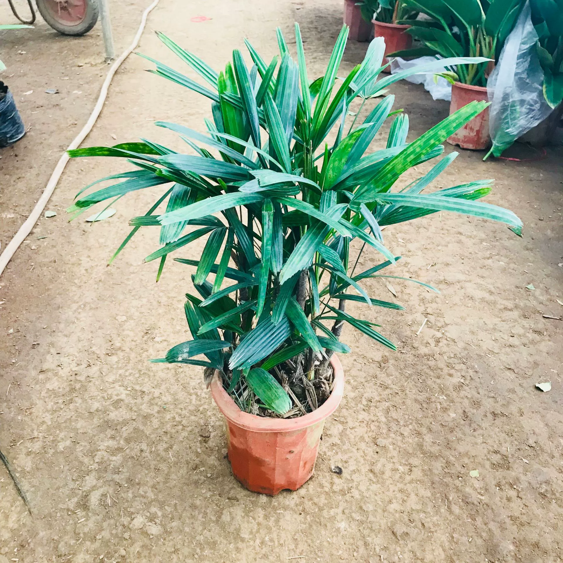 Теплица Продаж Крытый Горшок Коричневый Бамбук Гостиная Офис Лист Зеленая Посадка Цзиньшань Коричневый засухоустойчивый и засухоустойчивый растений