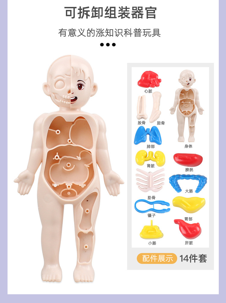 Human body assembly model [naked] contains 14 organs