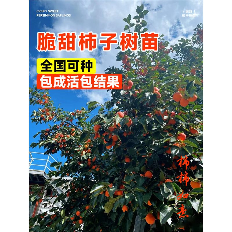 柿子树果苗脆甜柿子树庭院果树野火晶老桩南北方果树果苗水果盆栽