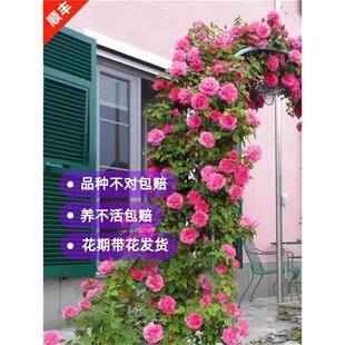 �����¼��Nޱ�������󻨝���ͥԺ�ٱ�����ֲ���̨����õ������