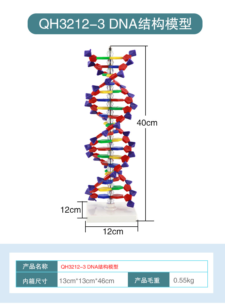 DNA结构模型_12.jpg