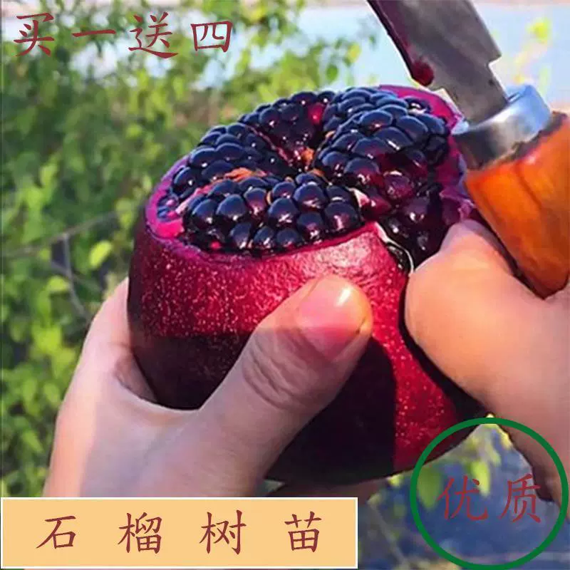 Гранат Бросая Сеянка Мягкие Семена Тунис Посадка Крытый Горшок Поле Посадка Двор