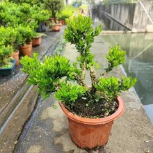 �S���辰�Gֲ�҃�С�����Ϙ��͏d�������Fľֲ���k���Һ��B���ļ�