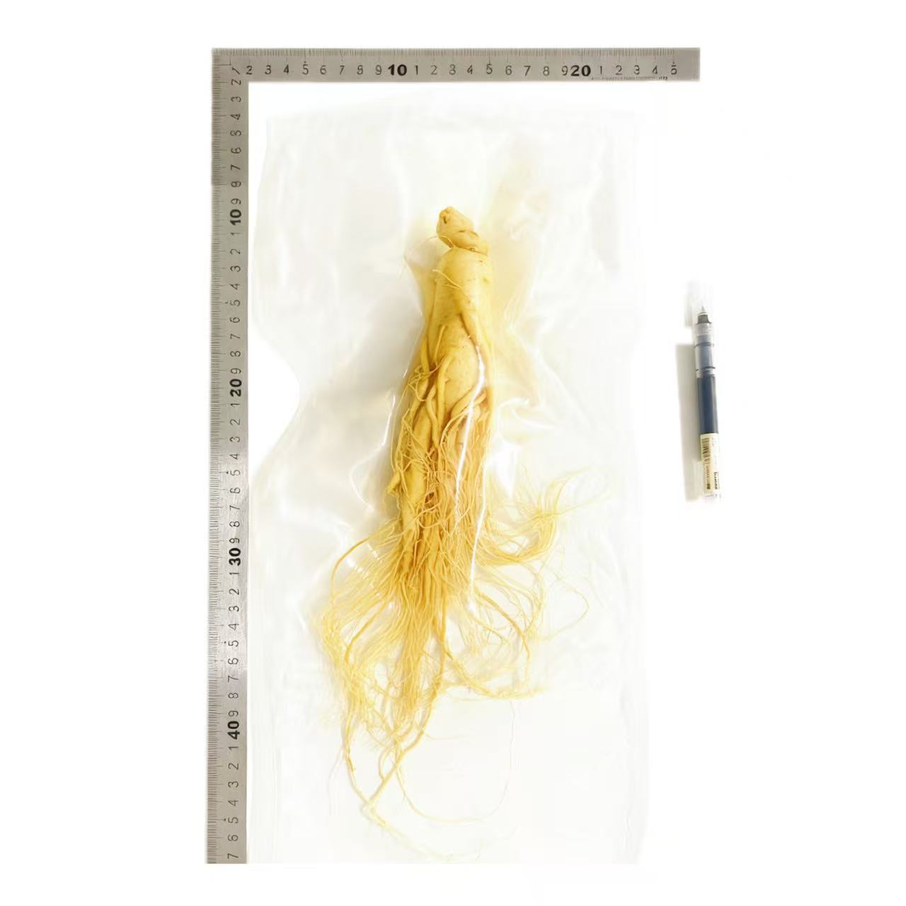 【鮮人参】長白山人参卸売メーカー直販 東北特産新鮮人参 酒漬け人参 生人参