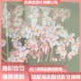 全息无痕正面还原投影膜