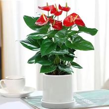 带花发货红掌粉掌白掌发财树鸿运当头水培植物室内