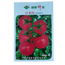 江南红大红以色列硬果番茄硬度适中中熟偏早无限生长红果西红柿籽