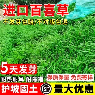 Imported Baixicao Broad-Leaf Grass Seeds Road Slope Protection Water and Soil Conservation Pasture Grass Seeds Embankment Greening Lawn Easy to Live