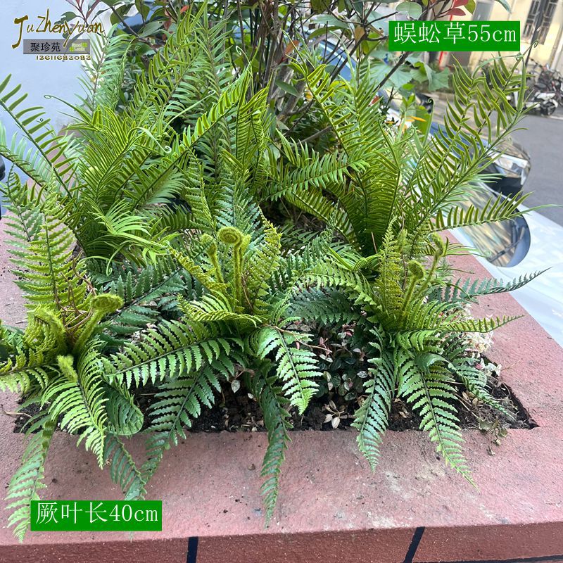仿真波斯草蕨类植物肾蕨叶子墙面假花装饰花草植物墙羊齿仿真批发