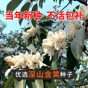 ��ɽ��Ц�N��������Ц���N�� ������Ц�N�Ӽt����Ц��N��