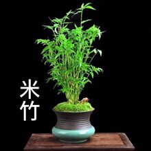 米竹小叶盆景苗盆栽耐寒四季常绿微型观景凤尾竹子苗
