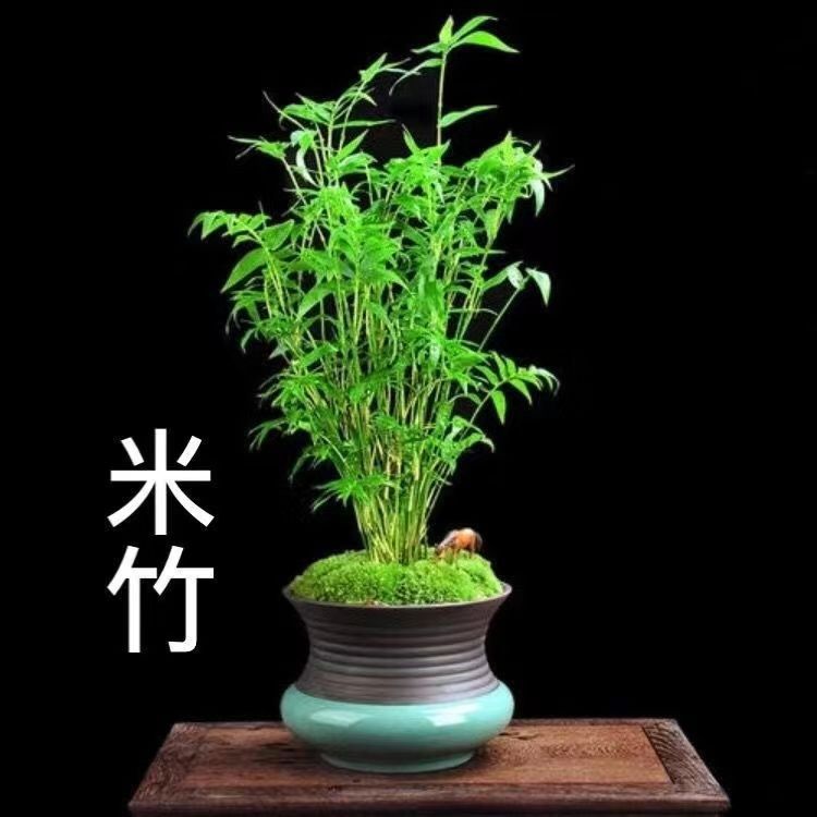 米竹小叶盆景苗盆栽耐寒四季常绿微型观景凤尾竹子苗