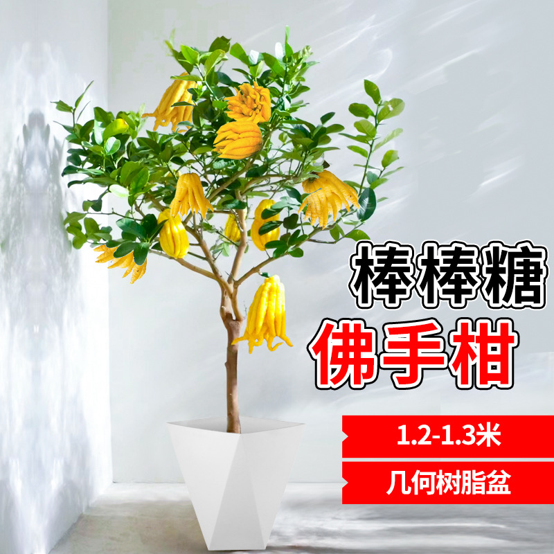 프리미엄 롤리팝 베르가못 1.2- 1.3m [기하학적 레진 세면대]