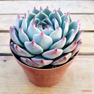 Dew Yang Chihuahua Lotus Seat Succulent Plant Old Pile Super Cute Indoor Balcony Flowers Green Plants Potted Changzhen