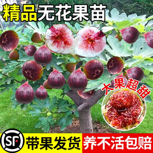�����t�o����������ش���ϱ����Ϙ����Ԯ���Y��ͥԺ�����m�ͺ�