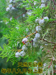 V5HA批發批發新柏殼新貨野生散裝柏籽殼枕頭少年白烏髮少白頭側柏