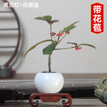 室内观赏花卉 室内观赏花卉品牌 图片 价格 室内观赏花卉批发 阿里巴巴