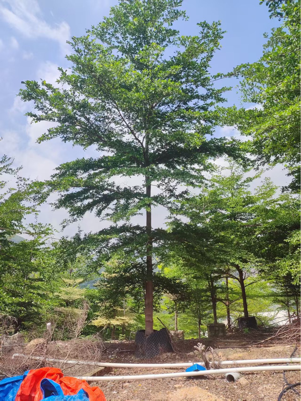 小叶榄仁基地 供应 全冠 小叶榄仁  10-30cm 细叶榄仁 大树 假植