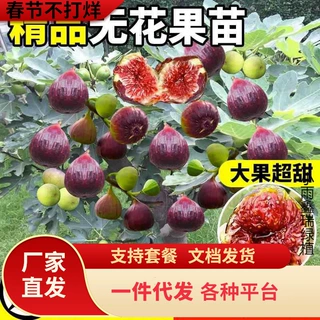 一件代发无花果树果苗波姬红特大果带果矮化盆栽四季南方北方当年