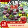 北方南方盆栽四季树