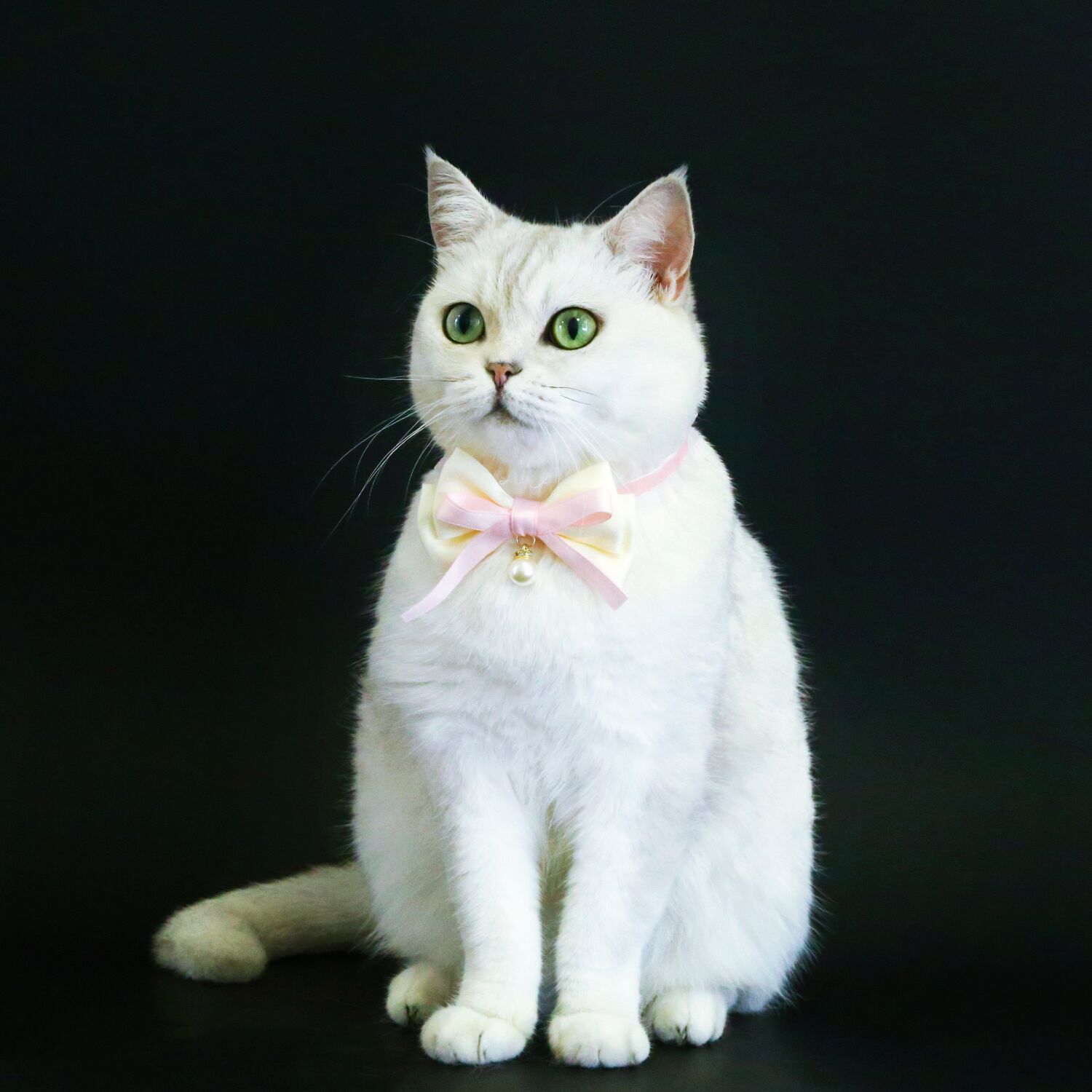Pet princesa collar de arco de terciopelo de perla encaje elástico gatos perros collar accesorios ajustables de cumpleaños