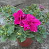 Base direct supply heavy petal dwarf glory 140 specifications mixed multi -flower color opening four seasons flowering plants