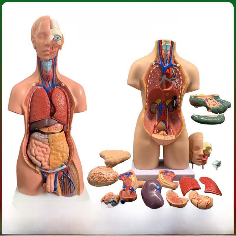 Elite medicine innards