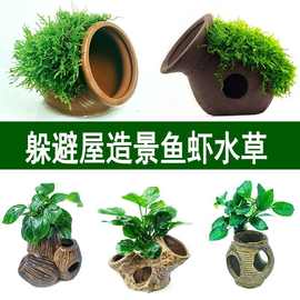 大叶榕紫砂花瓶躲避屋鱼缸造景莫斯水草金钱榕懒人增氧摆件鱼虾窝