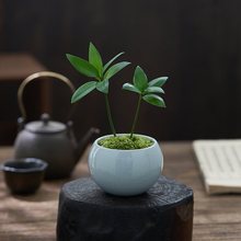 竹柏盆栽微景观室内桌面小绿植茶室禅意摆件迷你植物花卉四季好养