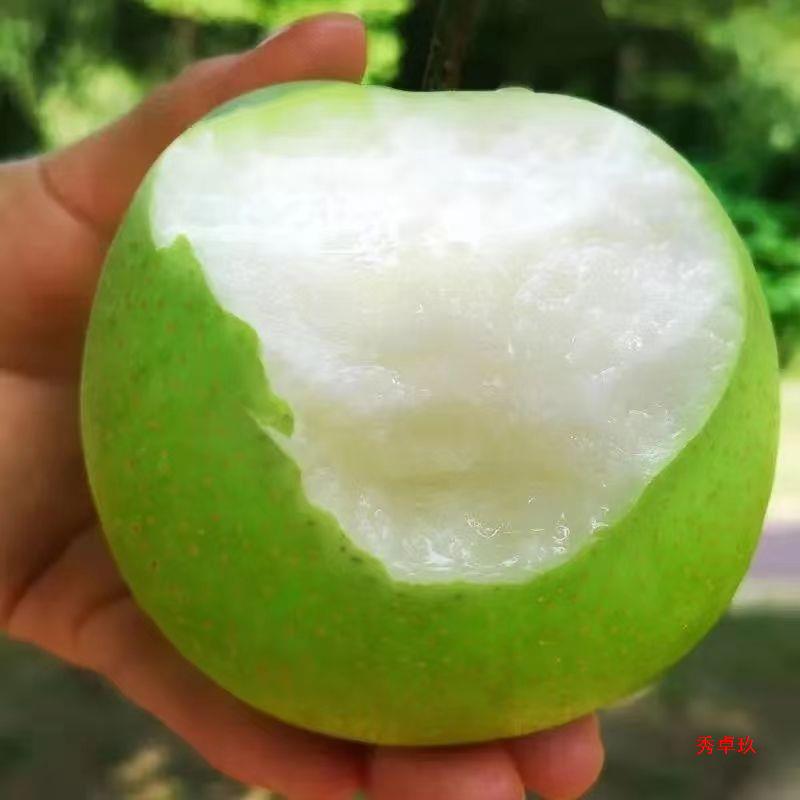 梨砀山梨青皮皇冠砀山酥梨水果应季牛奶皇冠水果批发厂家