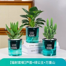 绿萝发财树文竹多肉花卉盆栽植物室内薄荷富贵竹水培小绿植好养活