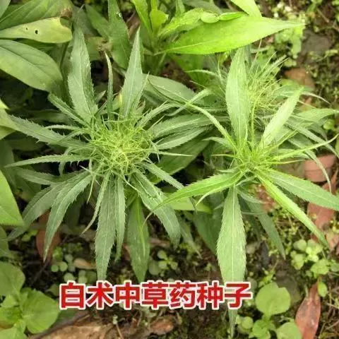 Семена атрактилоды, китайские лекарственные растения, атрактилоды, зимние атрактилоды, Сишу, Янфубушань, атрактилоды, недавно собранное семя