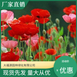 [Base Wholesale] Flowers Created by Sea of ​​​​Flowers Landscape Iceland Poppy Garden Greening Poppy Large Quantity