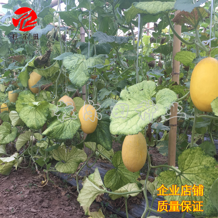 粒尔田黄皮25哈密瓜种子 新品种黄皮红肉网纹瓜 种苗基地用种