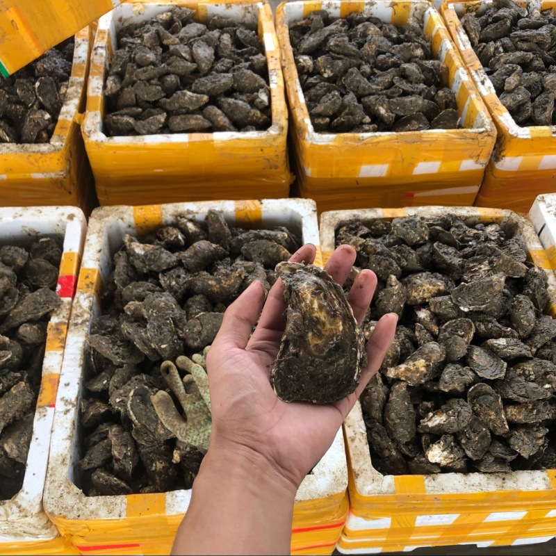 生蚝大量批發廣東鮮活帶殼新鮮牡蛎水産海鮮海蛎子燒烤貝類壹箱